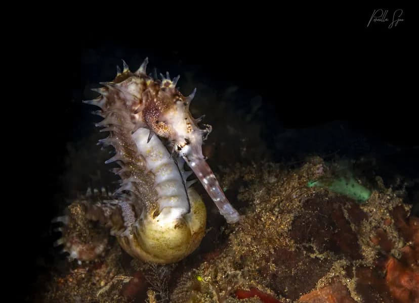 solitude-acacia-resort-uw-3.jpg solitude-acacia-resort-uw-3.jpg