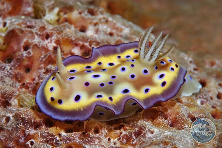 LumbaLumba Manado Resort LumbaLumba Manado Resort