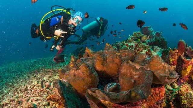 Scuba divers swim along a reef in Lembeh Scuba divers swim along a reef in Lembeh