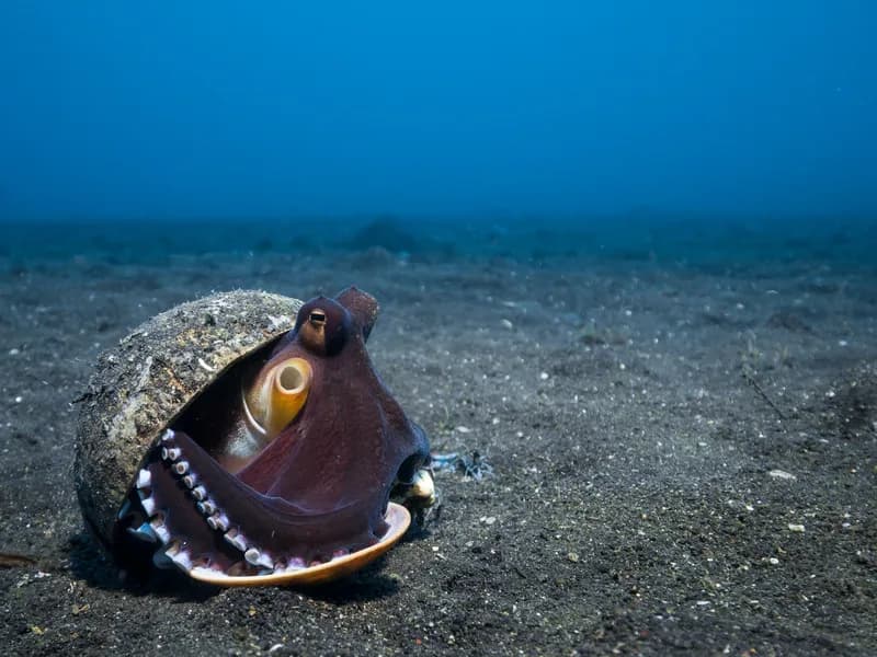 An octopus carries a coconut on its head in Lembeh An octopus carries a coconut on its head in Lembeh