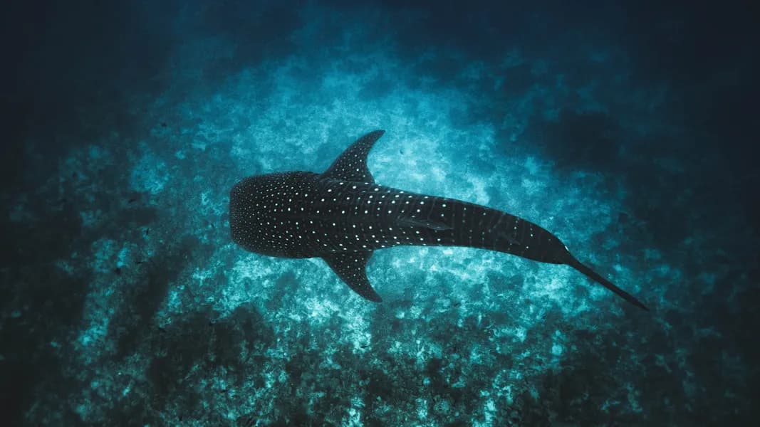 The Ark Lodge Panama The Ark Lodge Panama