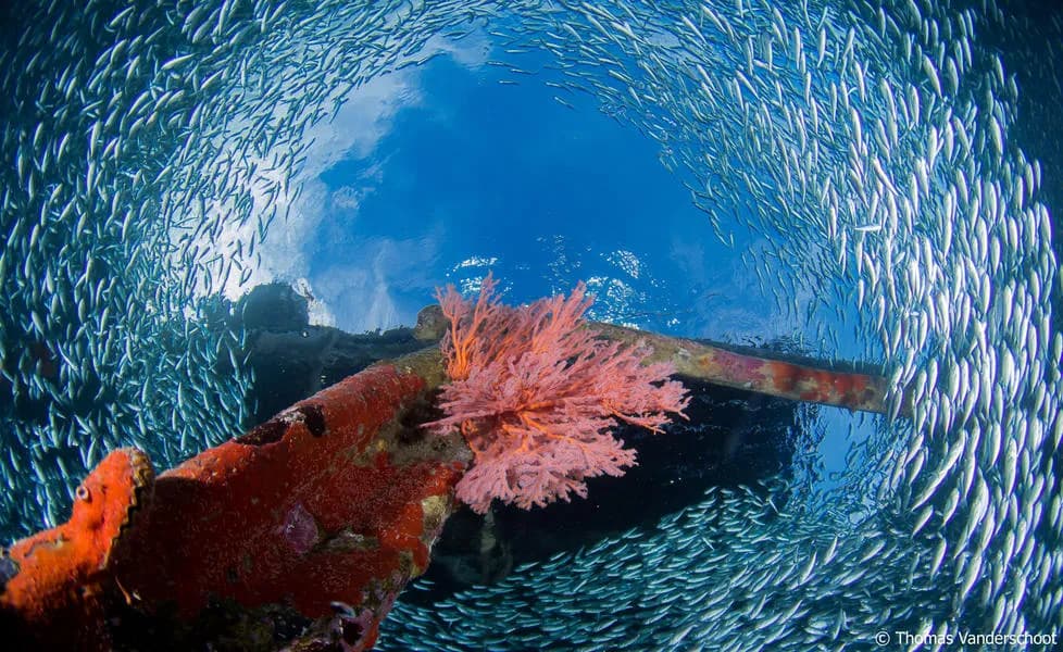 Raja Ampat Biodiversity Nature Resort Raja Ampat Biodiversity Nature Resort