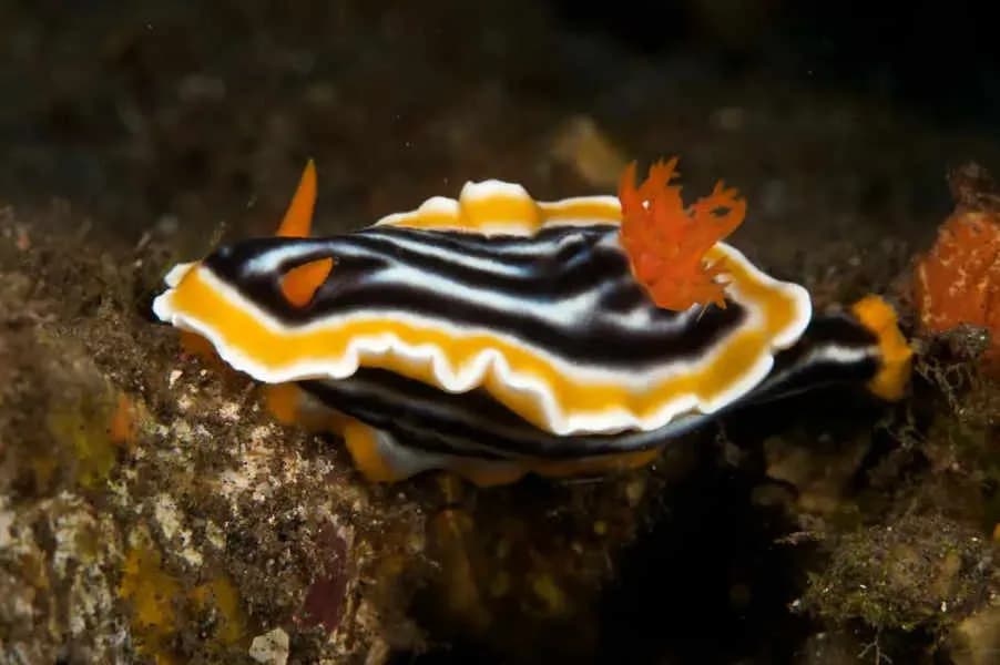 Tauch Terminal Tulamben Resort & Spa Tauch Terminal Tulamben Resort & Spa