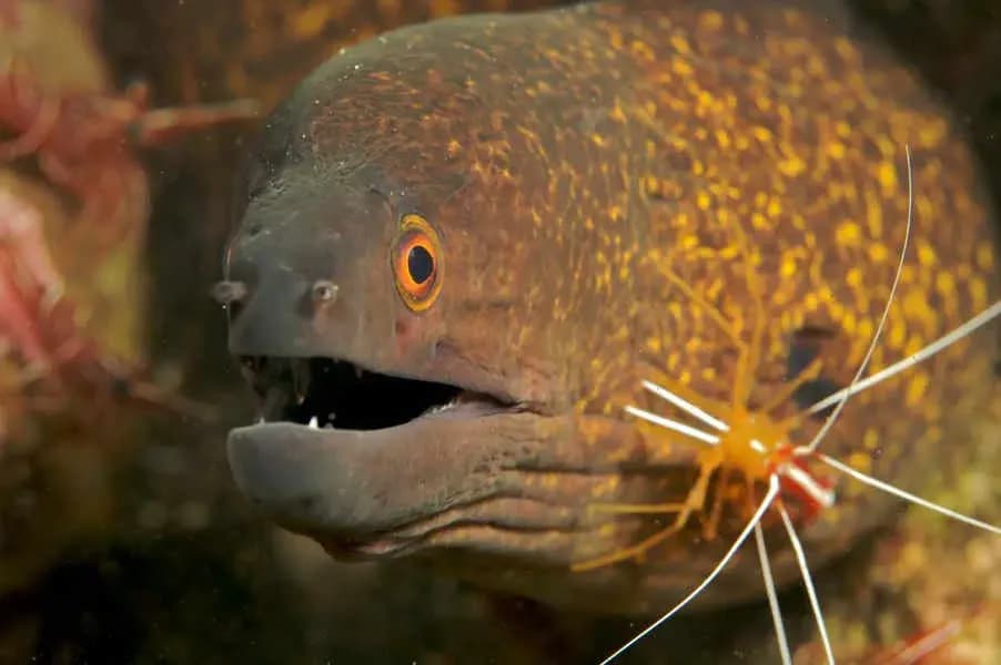 Tauch Terminal Tulamben Resort & Spa Tauch Terminal Tulamben Resort & Spa