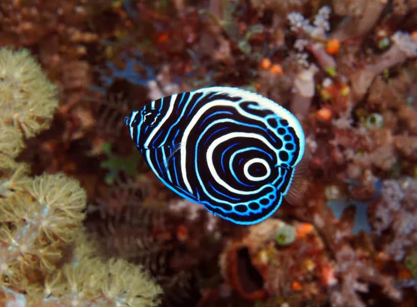 Sunshine Marine Lodge Sunshine Marine Lodge