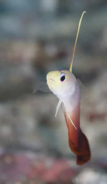 The Manta Resort The Manta Resort