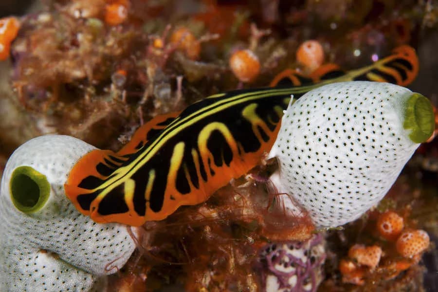 The Manta Resort The Manta Resort