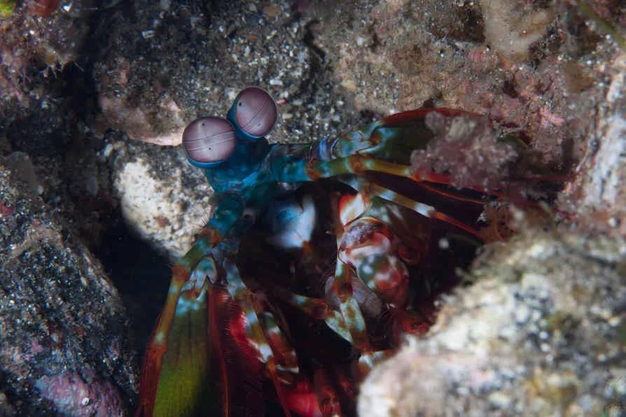 A peacock mantis shrimp at a dive site near Alor Tanapi Dive Resort. A peacock mantis shrimp at a dive site near Alor Tanapi Dive Resort.