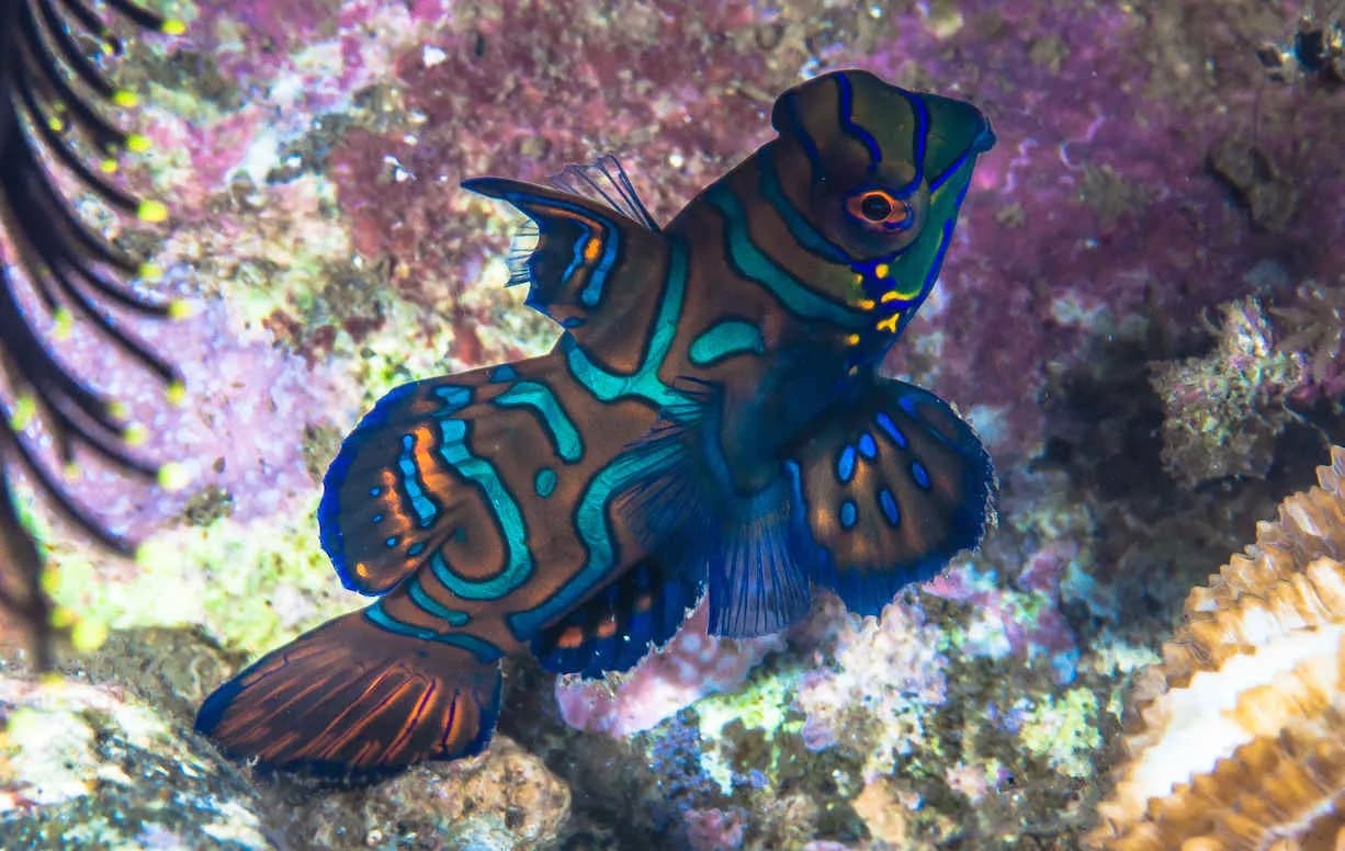 A mandarin fish seen while diving at Alor Tanapi Dive Resort. A mandarin fish seen while diving at Alor Tanapi Dive Resort.