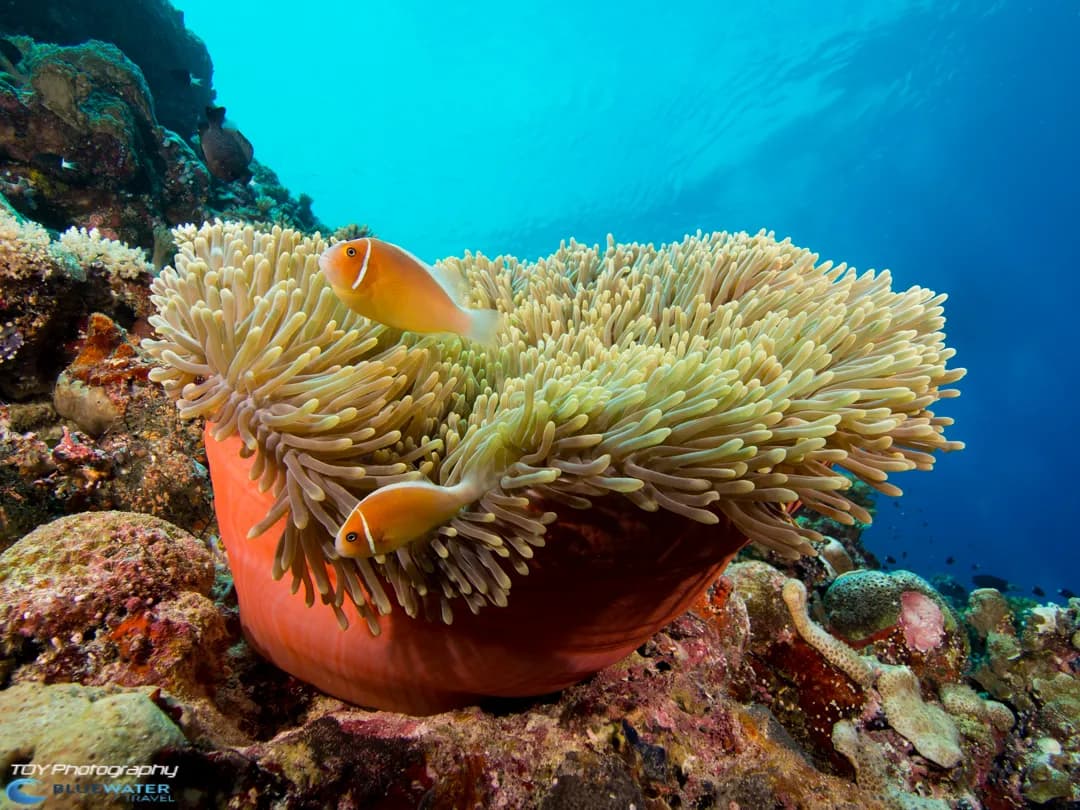 Micronesia Dive Resorts - image Micronesia Dive Resorts - image