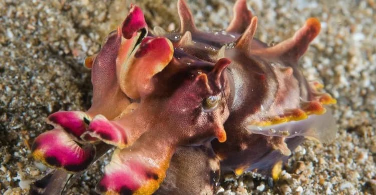 Sipadan Dive Resorts - image Sipadan Dive Resorts - image