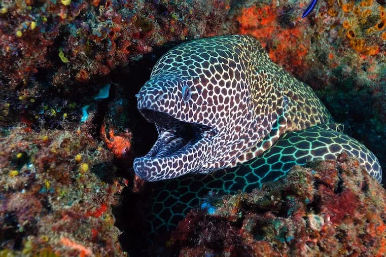A spotted eel bears its teeth A spotted eel bears its teeth