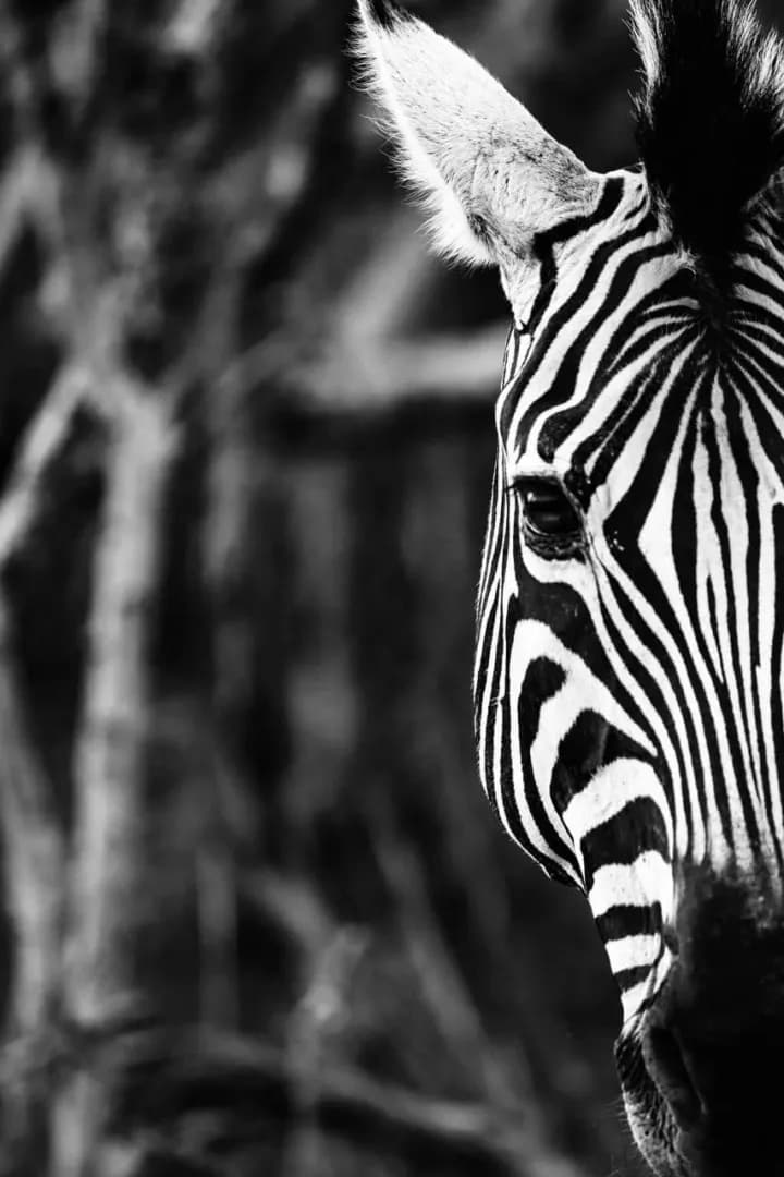 A zebra's stripes stand out even in a black and white photo A zebra's stripes stand out even in a black and white photo