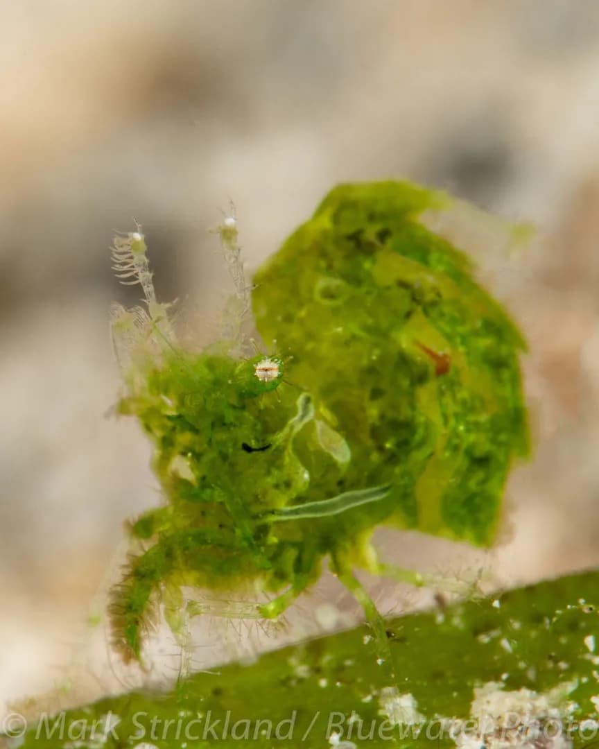 Papua New Guinea Dive Resorts - image Papua New Guinea Dive Resorts - image