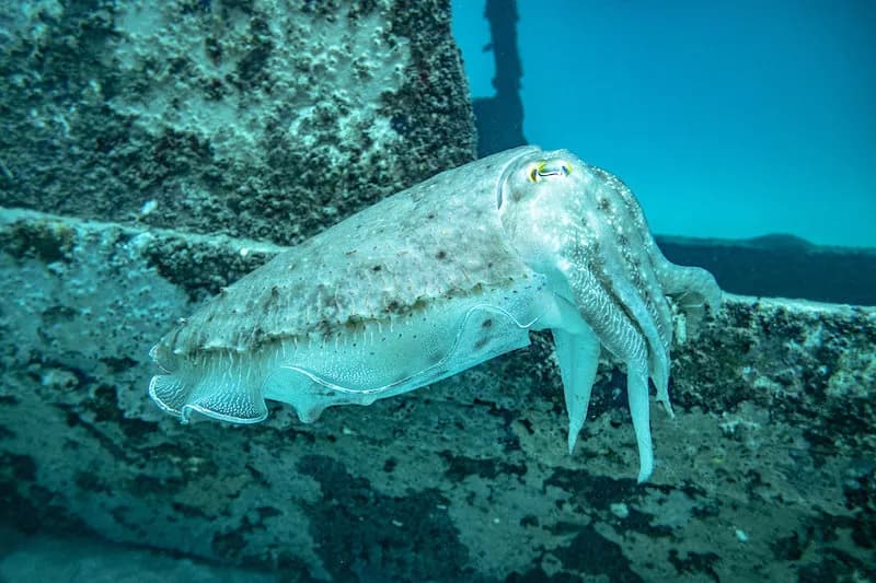 A cephalopod examines an underwater structure A cephalopod examines an underwater structure