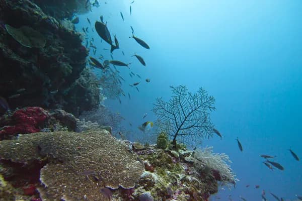 malapascua2.jpg malapascua2.jpg