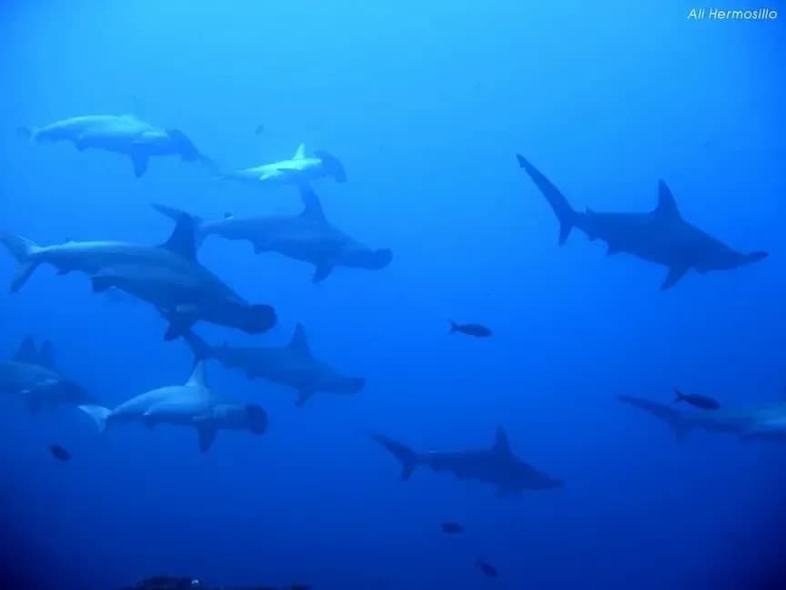 No alternative text provided No alternative text provided