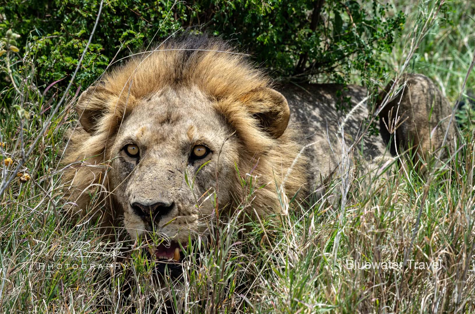 Safari experiences Safari experiences