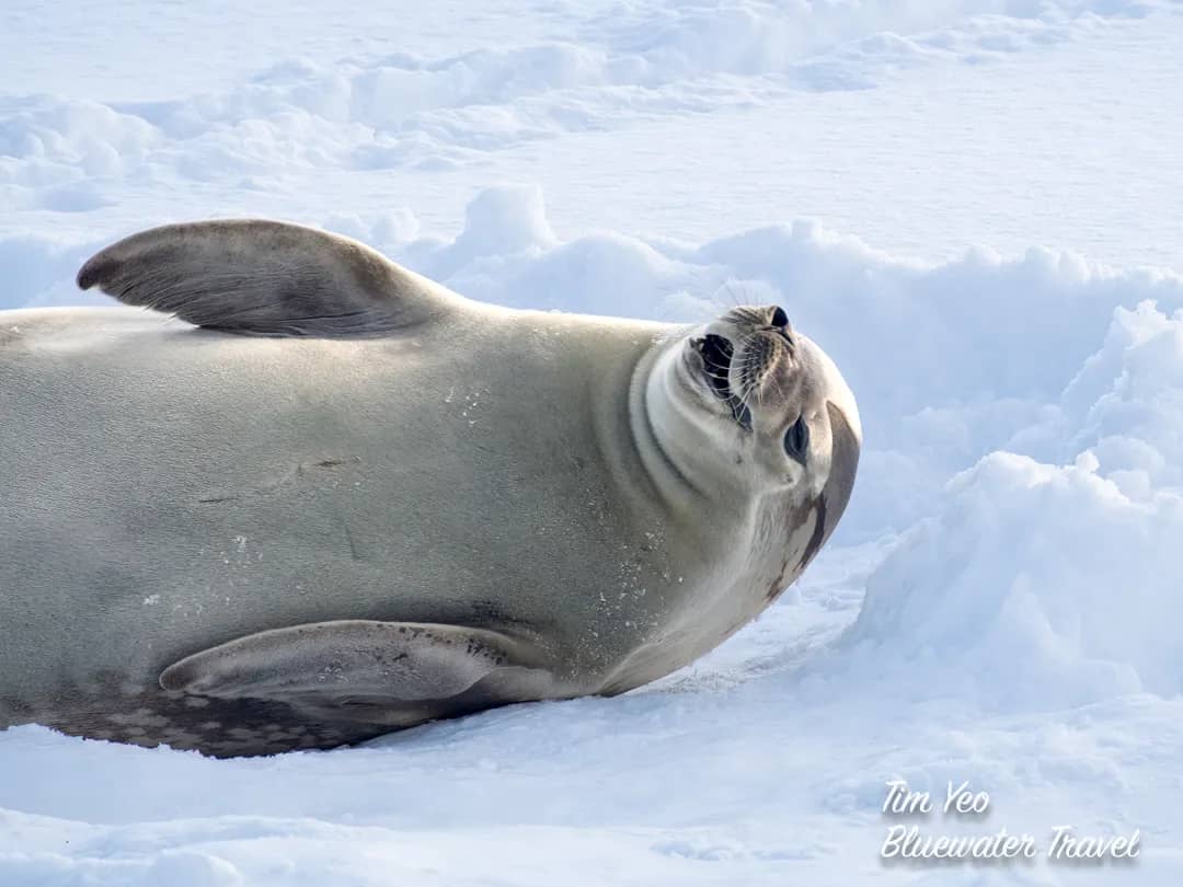 Polar Expeditions Polar Expeditions