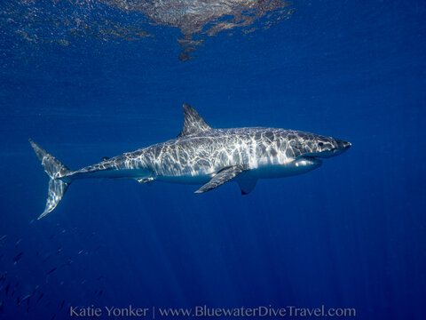 Diving in Guadalupe Island - Bluewater Dive Travel