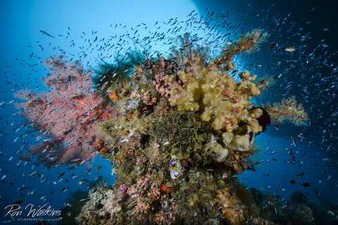 Coral in Raja Ampat