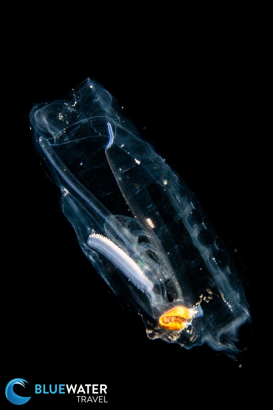 A bioluminescent creature photographed while blackwater diving