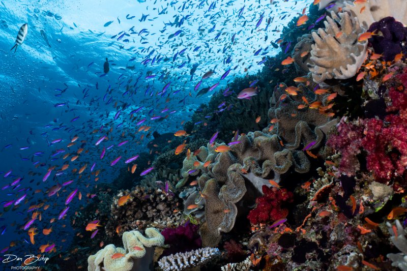 colorful coral reef with many fish while scuba diving fiji