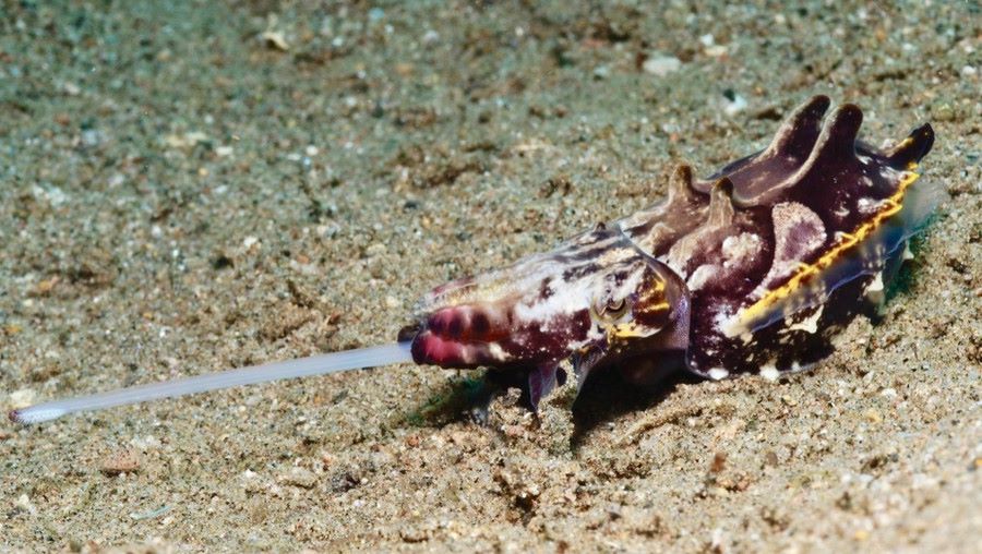 A flamboyant cuttlefish hunts at one of the best shore diving sites in the world