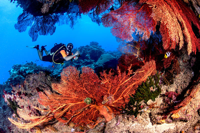 Fiji scuba diver under Golden Arch