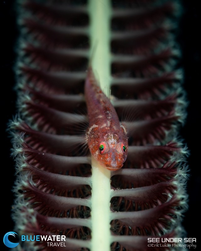 A macro shot of a fish in Anilao, Philippines.