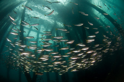 A school of fish under Rapid Bay Jetty in Adelaide