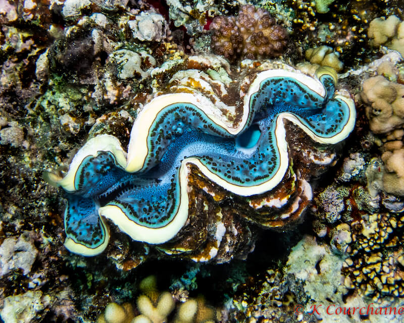 Blue nudibranch while scuba diving in the Red Sea 
