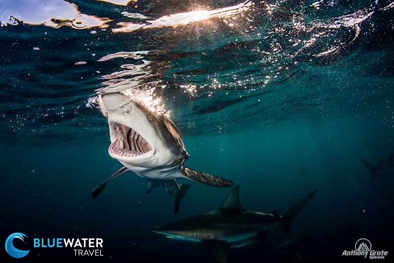 A shark is seen near the surface while diving Aliwal Shoal in South Africa