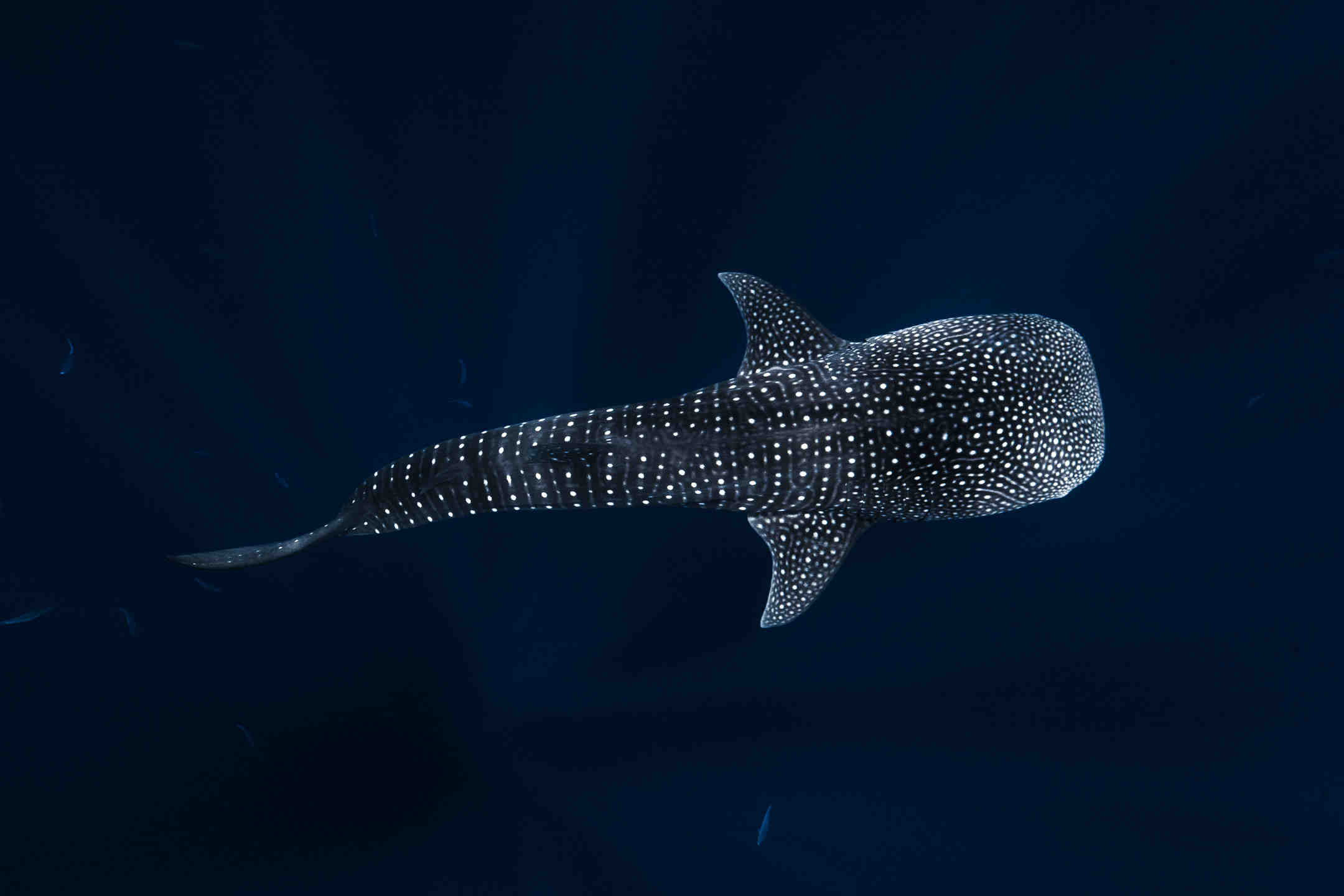 A gorgeous whale shark swims below