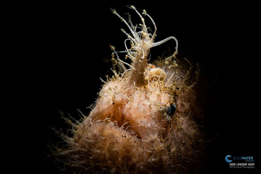Hairy frogfish seen during a dive in Anilao
