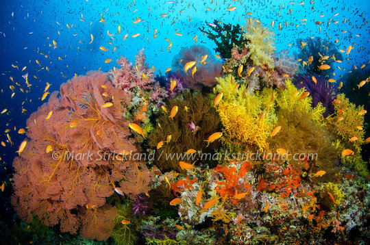 Corals of the World