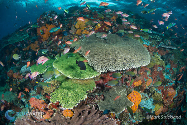 The beautiful reefscape of Komodo. Shot by Mark Strickland.
