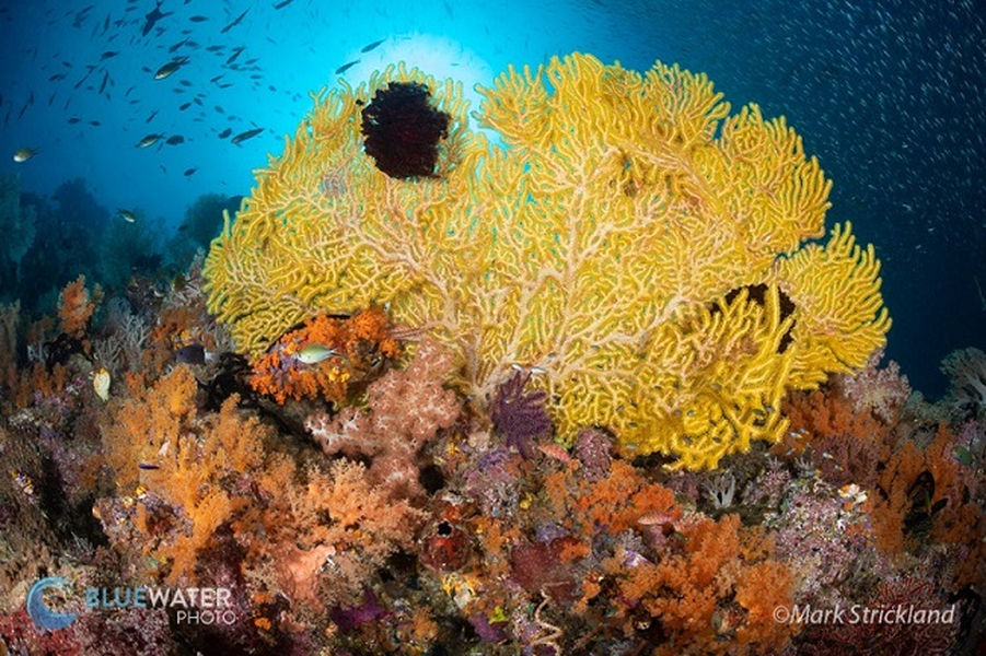 Blue Ocean Tropical Fish Coral Undersea World Marine Indonesia