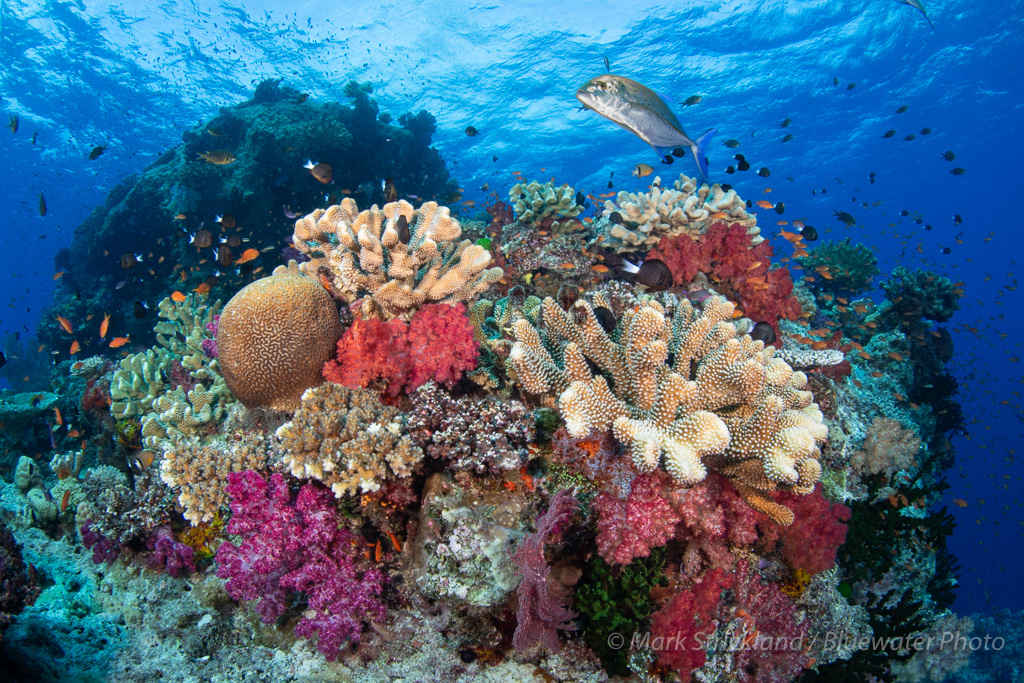 Fiji Trip Report 2023 - Bluewater Dive Travel