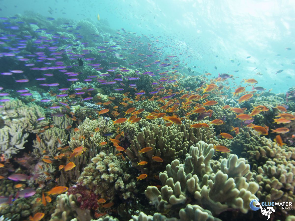 Fiji underwater photo