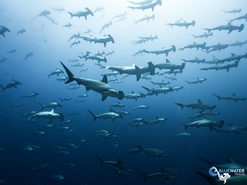 Best Shark Diving In The World Top 5 Bluewater Dive Travel