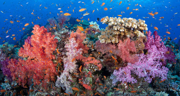 Colorful Reef in Fiji