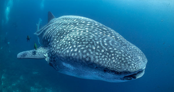 Best places to swim with whale sharks 