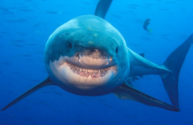 Great white shark smiling