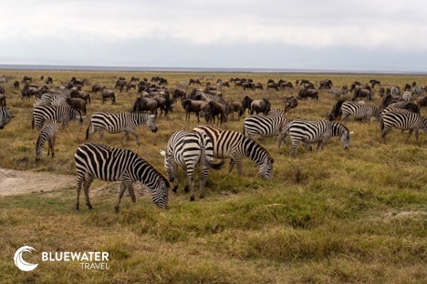 Zebras and wildebeest grazing