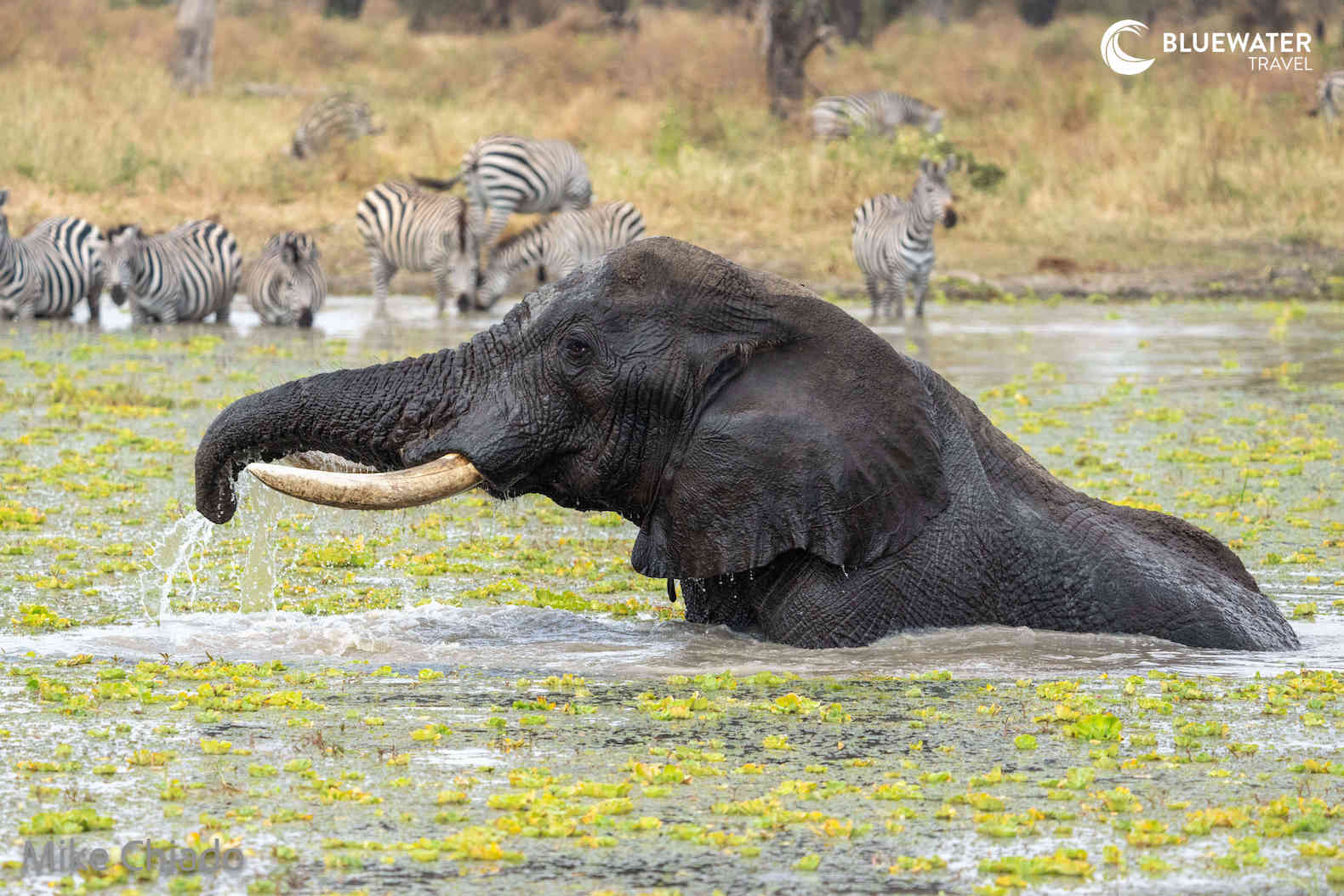 An elephant taking a bath