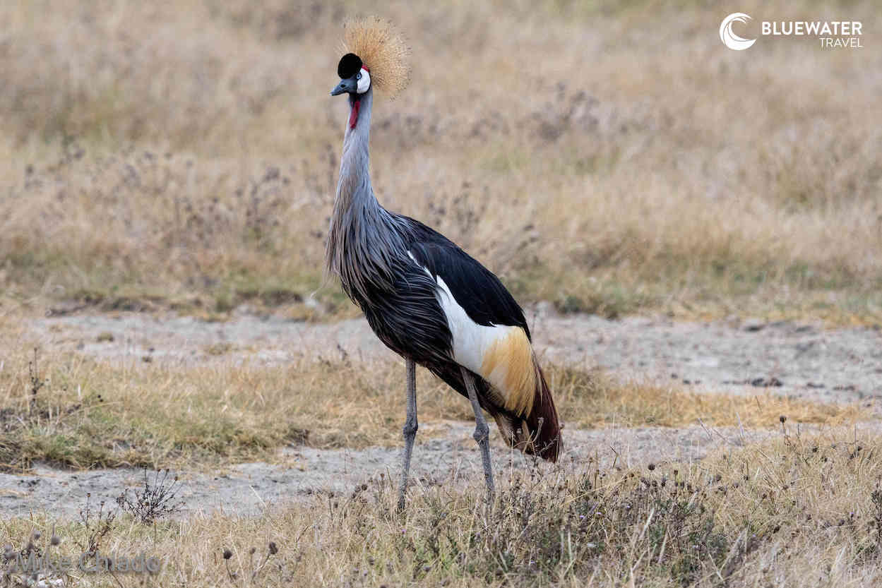 Birds spotted in Tazania