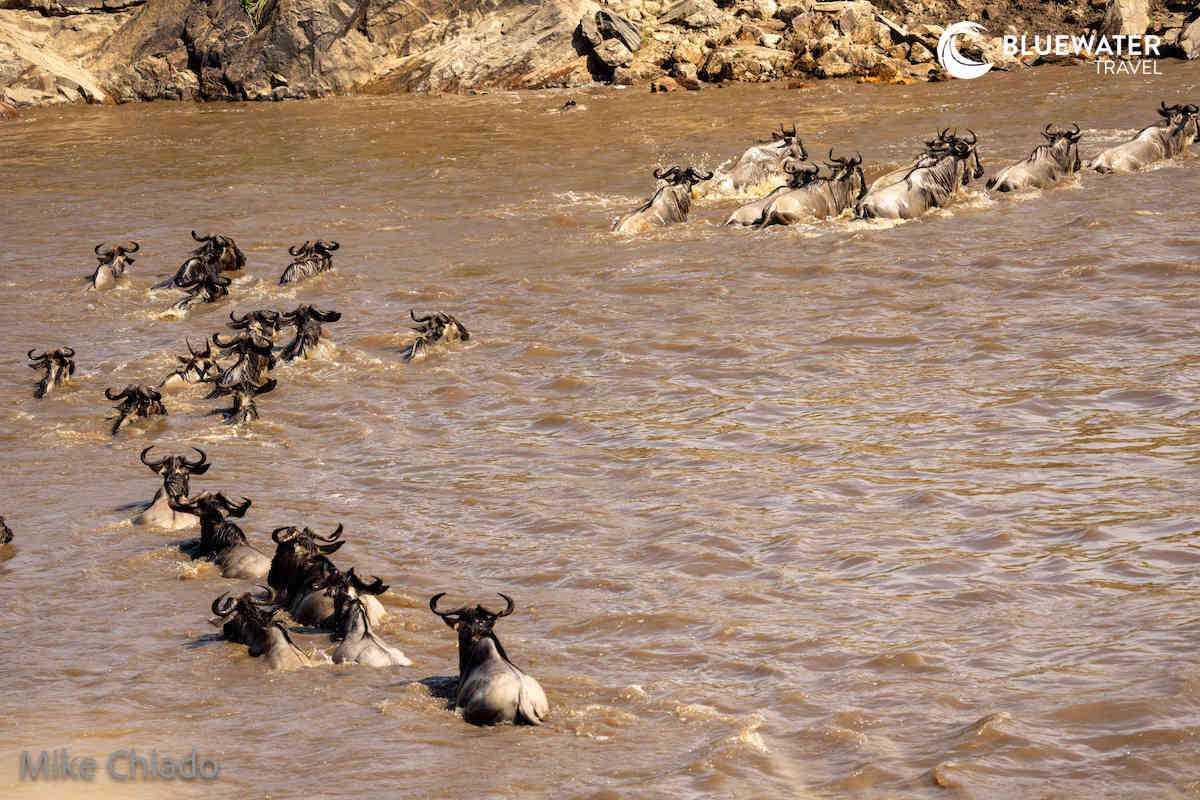 The wildebeest crossing the Mara River