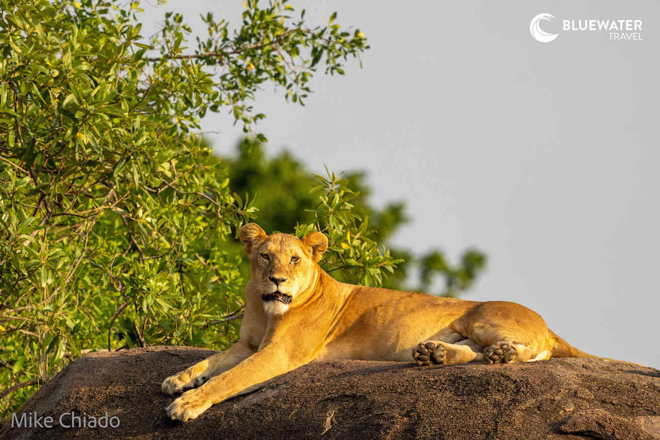 A lioness resting on top of a rock