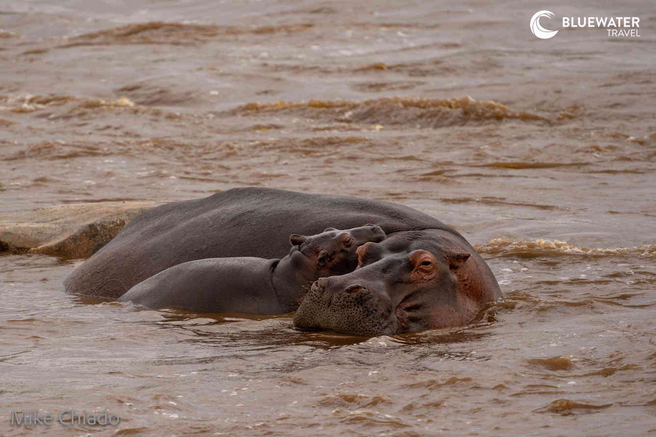 A hippo with her baby